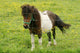 Pony Wall Mural