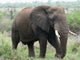 African Elephant Wall Mural
