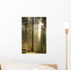 Rising Sun Enters Coniferous