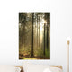 Rising Sun Enters Coniferous