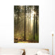 Rising Sun Enters Coniferous