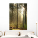Rising Sun Enters Coniferous