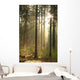 Rising Sun Enters Coniferous