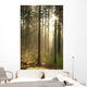 Rising Sun Enters Coniferous