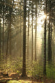Rising Sun Enters Coniferous