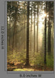 Rising Sun Enters Coniferous