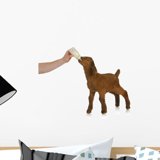 bottle feeding baby goat Wall Decal