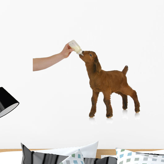 bottle feeding baby goat Wall Decal