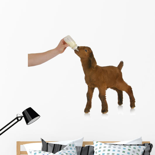bottle feeding baby goat Wall Decal