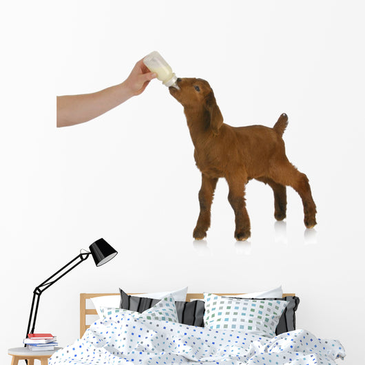bottle feeding baby goat Wall Decal
