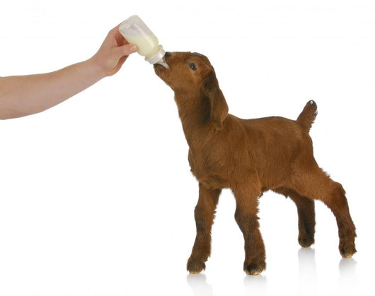 bottle feeding baby goat Wall Decal