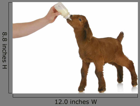 bottle feeding baby goat Wall Decal