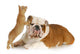 dog and cat playing Wall Decal
