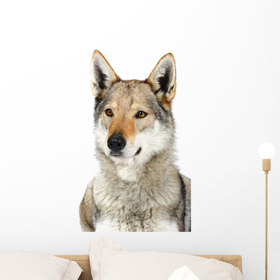 Czechoslovak Wolfhound Studio shown on a wall