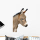 Baby Donkey 5 Days