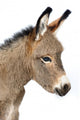 Baby Donkey 5 Days