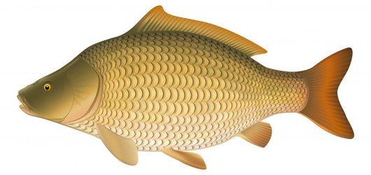 Common Carp (Cyprinus carpio) "Full compatible gradients." Wall Decal