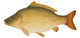 Common Carp (Cyprinus carpio) "Full compatible gradients." Wall Decal