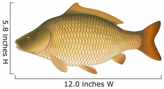 Common Carp (Cyprinus carpio) "Full compatible gradients." Wall Decal
