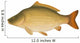 Common Carp (Cyprinus carpio) "Full compatible gradients." Wall Decal