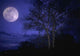 Arbre Wall Decal