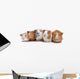 Five Guinea Pigs Wall Decal