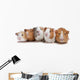 Five Guinea Pigs Wall Decal