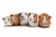 Five Guinea Pigs Wall Decal