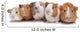Five Guinea Pigs Wall Decal