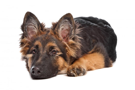 German Shepherd Puppy Wall Decal