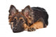 German Shepherd Puppy Wall Decal