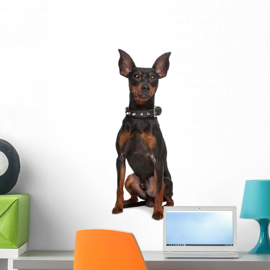 Miniature Pinscher