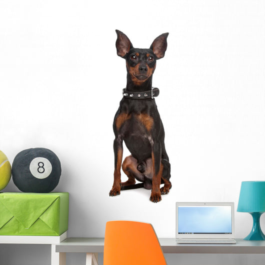 Miniature Pinscher