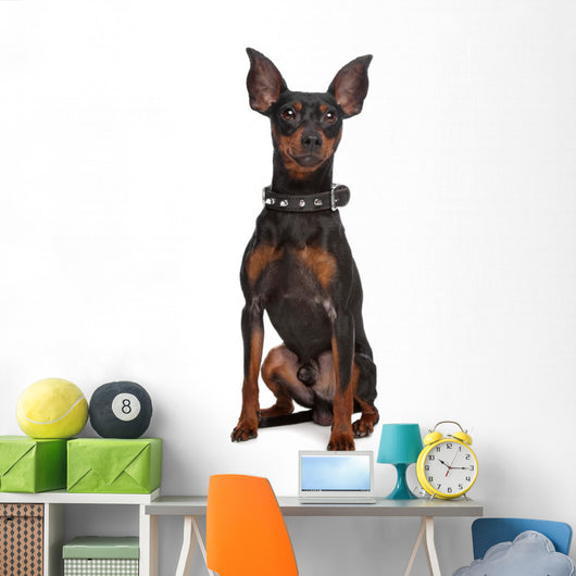 Miniature Pinscher