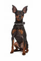 Miniature Pinscher