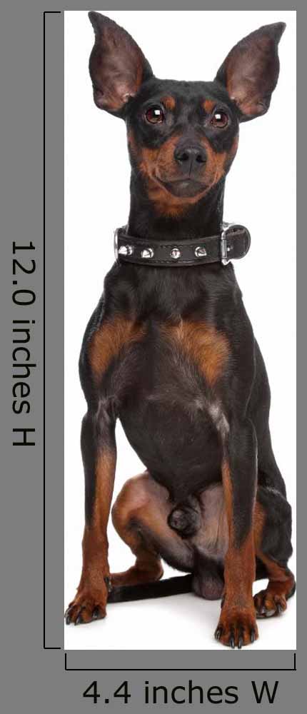 Miniature Pinscher