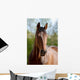 Pferd Belgisches Warmblut Wall Mural