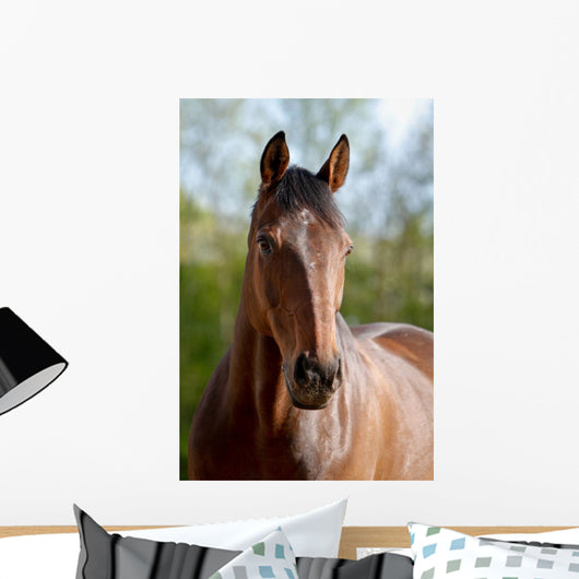 Pferd Belgisches Warmblut Wall Mural