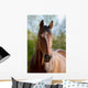 Pferd Belgisches Warmblut Wall Mural