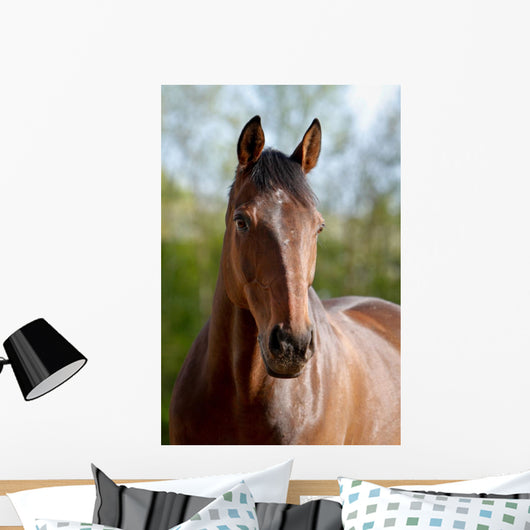 Pferd Belgisches Warmblut Wall Mural
