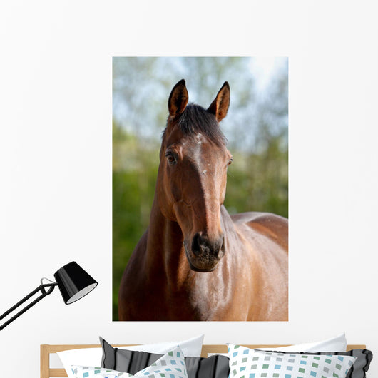 Pferd Belgisches Warmblut Wall Mural