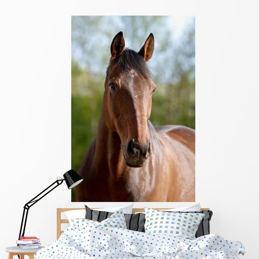 Pferd Belgisches Warmblut Wall Mural