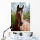 Pferd Belgisches Warmblut Wall Mural