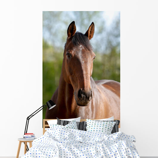 Pferd Belgisches Warmblut Wall Mural