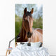 Pferd Belgisches Warmblut Wall Mural