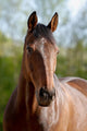 Pferd Belgisches Warmblut Wall Mural