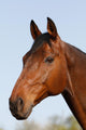 Horsehead