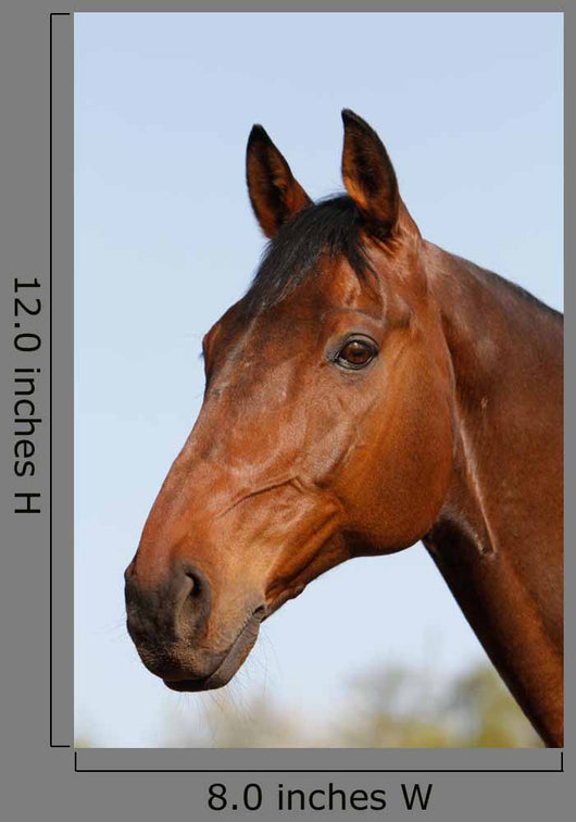 Horsehead