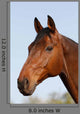 Horsehead