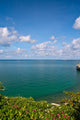 Beautiful Coast With Trees and Blue Sky Wall Mural